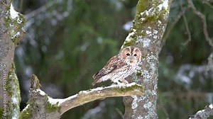 Tawny owl landing on a tree branch in winter. Owl arrival in slow motion. Winter forest with snow and bird flying to the perching on a branch. European forest in the cold season.