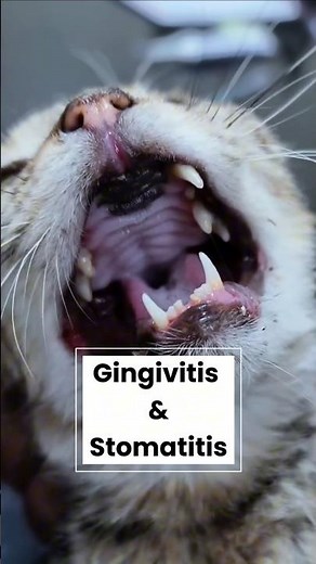 Gingivitis is painful but preventable. #FelineDentalDisease #PetHealthAwareness #CatDentalCare V