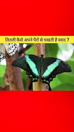 Why Butterflies Taste Food With Their Feet? Explained