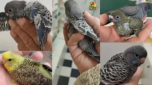 Australian Parrot Chick Handfeeding | budgies parrots Hand Feeding info @ Birds Information 2M | Birds Information 2M