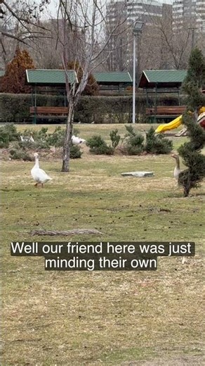Two Geese Walking in Line with Heads Held High