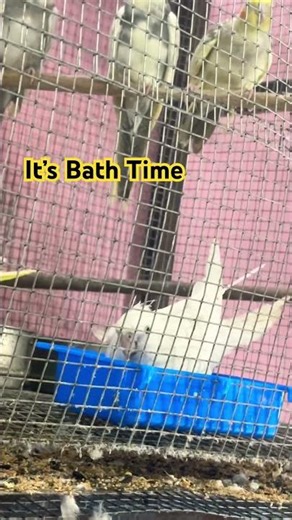Cockatiel Bath Time #music #birds #birdsavairy #birdcages #cockatiel