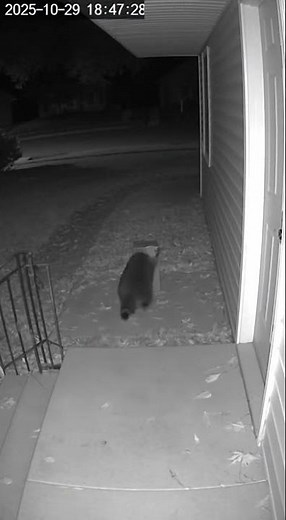 Raccoon Caught Red-Handed Stealing Package!