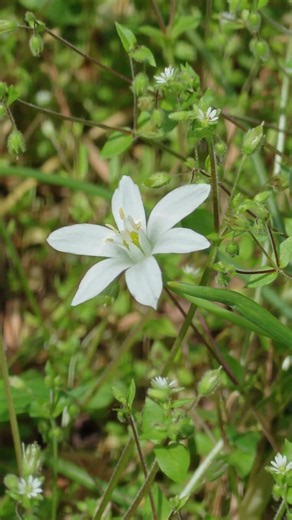 オオアマナ Ornithogalum umbellatum #flowers #nature #garden #gardening #flower