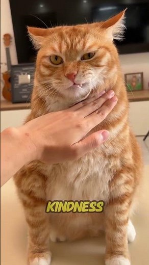 How to Soften the Heart of an Angry or Aggressive Cat