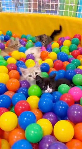 Kittens Playing in a Playground! #kitten #funny