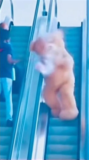 if “get dat sh*t outta here!” was a short. 🍎 🎥 credit: rvalasco tt
