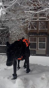 Do you like snow | Aaron and Archer