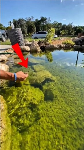 The Lizard That Runs on Water 😳 #animals #wildlife #nature #facts #dracolizard #lizard #lizardman