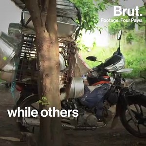 Cambodia: 10 dogs freed from a slaughterhouse