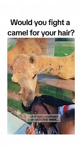 Would you fight a camel for your hair? 🤦🤦#humpday #humpdaywednesday #camel #wednesday #fails | Mamalindy