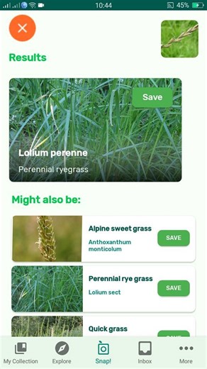 PlantSnap.com identifies Perennial ryegrass (Lolium perenne), a grass from the family Poaceae. It is native to Europe, Asia and northern Africa, but is widely cultivated and naturalised around the world. | PlantSnap | Facebook
