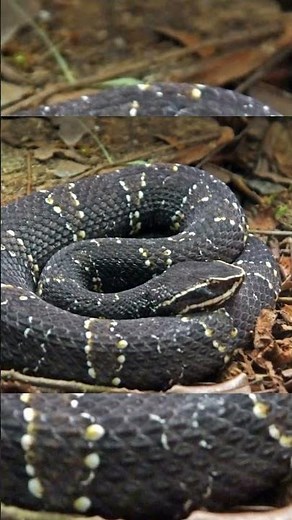 The Mexican Cobra That Tricked Its Prey With a Genius Trick