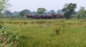 This week we are featuring some of our programs with the goal to raise $100,000 for India's wildlife by the end of the week. Today we are featuring this wild family that is in danger of being captured or killed in the state of Chattisgarth, India. There are a total of 19 elephants that we are trying to help. A donation today can help us to collar three of these elephants and work to prevent the human/elephant conflicts that are continuous in this area. Thank you for caring about India's wildlife