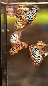 Metal Leopard #guppy #guppythailand | Punya Guppy Farm