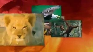 National Geographic Documentary Radioactive Wolves Of Chernobyl Scary Mutations Documentar