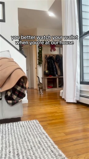 The Loki Show on Instagram: "that is NOT how we get on santa’s nice list #catsofinstagram #badcatsofinstagram #funnycat #cat"