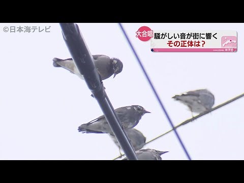 夕方になると鳥の大群が…その正体と理由とは？