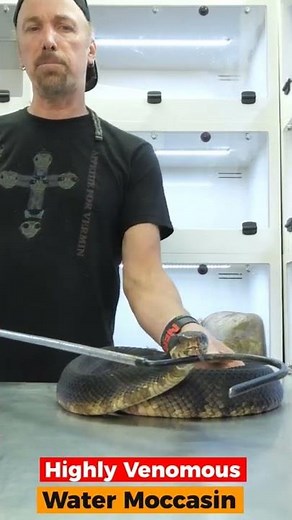 My Pet Cottonmouth is so sweet!