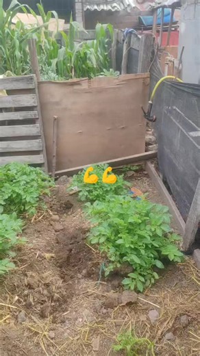 Videos de israel yugcha (@israelyugcha632) con “sonido original - Yoder Chamba”