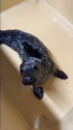 Common vs Grey Seals
