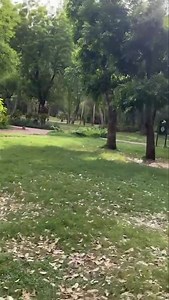 Entre beauté et abandon : le #Parc national du Mali, miroir des défis urbains de BamakoÀ Bamako, où la croissance démographique s’est accélérée au fil des années pour dépasser le million d’habitants, les espaces de respiration deviennent rares. Créé en septembre 2010, le Parc national du Mali a été pensé comme une réponse stratégique à ce défi urbain. Implanté sur 103 hectares, au cœur d’une réserve forestière protégée de 2 100 hectares, il constitue l’un des derniers grands espaces naturels de 