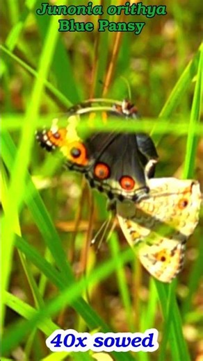 🦋 Blue Pansy butterfly Mating Takeoff in 40× Slow Motion