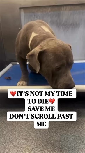 💔 HE IS FADING… AND X-MASS 5PM WILL BE HIS LAST MOMENT IF WE FAIL HIM 💔 He doesn’t bark anymore. He doesn’t wag his tail. He doesn’t even try to eat. He just lies there… staring at us with those tired, hurting eyes — eyes that seem to ask “Am I worth saving?” This sweet boy is suffering from Severe Hemorrhagic Gastroenteritis (HGE) — a brutal disease that causes extreme pain, internal bleeding, vomiting, and complete loss of appetite. His tiny body is shutting down. His strength is disappearin