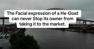 Meaning Behind Goat Proverbs: Facial Expression Explained