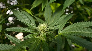 New York is latest state to legalize recreational marijuana