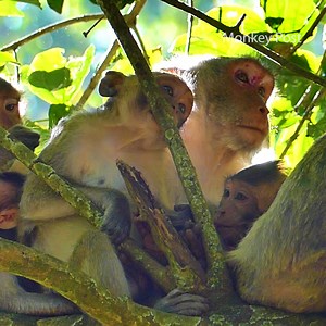 3.1K views · 345 reactions | So nice family Monkey Jane, Baby monkey Jonna and Jazzy trying to drink milk from Jane | Monkey Post | Facebook