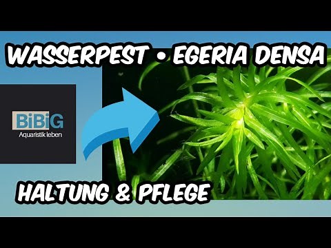 Waterweed - Egeria densa | Keeping & caring for this popular aquarium plant | BiBiG