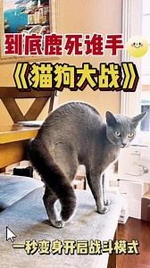 猫狗大战到底鹿死谁手？一秒变身开启战斗模式！#猫狗大战 #这猫一看就是练家子 #猫猫：你到底有事没事 #萌宠出道计划 #猫咪