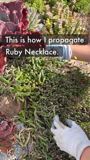 Harvest & Propagate Ruby Necklace #succulents