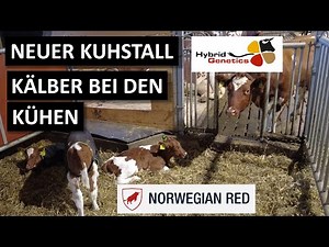 New cowshed in Norway with a great concept #agriculture #cattlebreeding #hybridgenetics