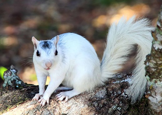What Are Piebald Squirrels and How Rare Are They?