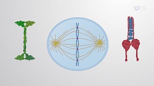 Video: The Mitotic Spindle