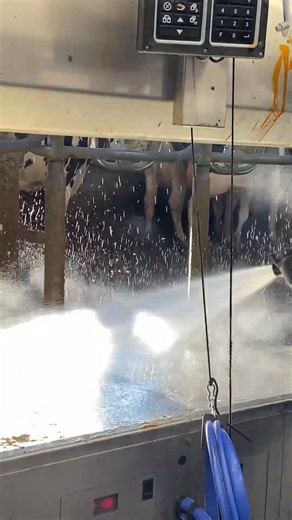 How To Wash The Cowshed After Cows #farm #cow-000 | Ríos