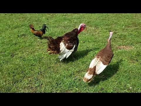 Red Bourbon Turkeys Blue Slate Turkeys Royal Palm Turkeys Roller Pigeons and White Release pigeons