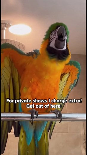 1.8K views · 64 reactions | Parrot's Private Opera Show Gone Wrong! #ParrotComedy #FunnyAnimals #ParrotTalks #ViralPets #AnimalsFunny | Talking Parrot | Facebook