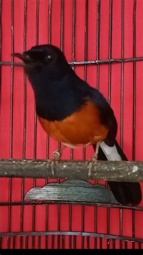 suara burung murai GACOR