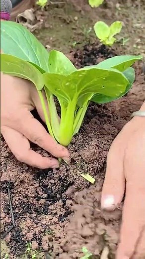 Cultivation of high quality pakchoi