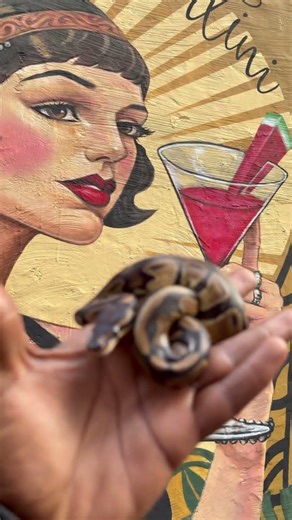 Meet 11 our African Norm Ball python #ballpython