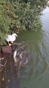 33M views · 221K reactions | Fish game with ducks in the pond | Anamul Fish Farm | Facebook
