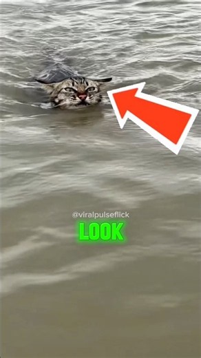 These Cats Went On A Boat Adventure… But Wait Till The End 😂🐱 #shorts