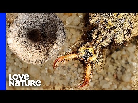 Sand Monster Antlion Engineers Deadly Sand Traps