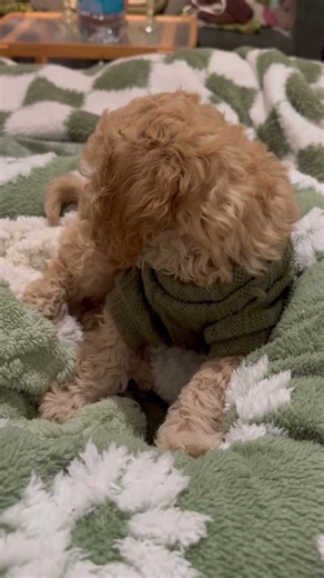 my beautiful boy is so cute and learning so many new things #cockapoo #iloveyou #newpuppy #adorable