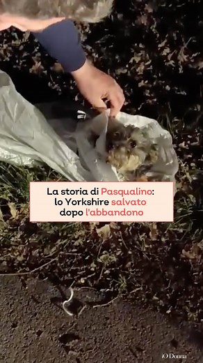 iO Donna on Instagram: "Nel nostro Paese, ogni 55 minuti viene denunciata una violenza nei confronti di un animale. Questo è il dato sconcertante che è emerso dal rapporto Zoomafia del 2022 a cura di Lav. Alcune di queste storie di violenza, però, hanno fortunatamente un lieto fine, come quella di Pasqualino: lo Yorkshire trovato, in provincia di Frosinone, chiuso dentro una busta e abbandonato sul ciglio della strada. Il cucciolo è stato salvato e poi adottato da una coppia che si è imbattuta p
