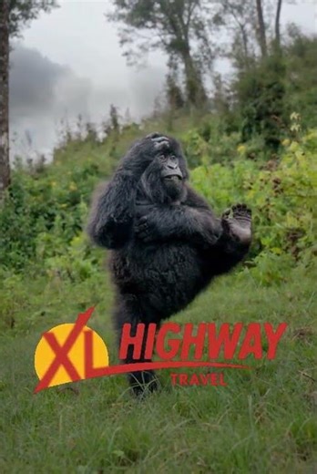 Mountain Gorillas Up Close 🦍 | XL Highway Travel Luxury Safari
