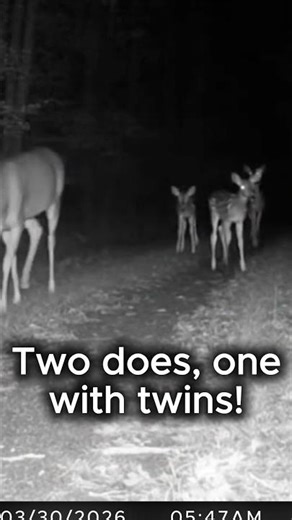 Twin fawns spotted with their mothers in the wild #nature #shorts #wildlife 🦌🦌